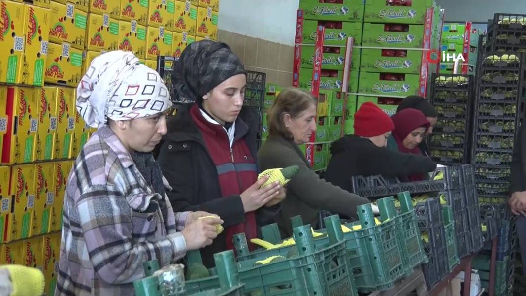 Talebe yetişemiyorlar, adeta yok satıyor! O ilimizde yerli tropikal meyve hasadı başladı 9